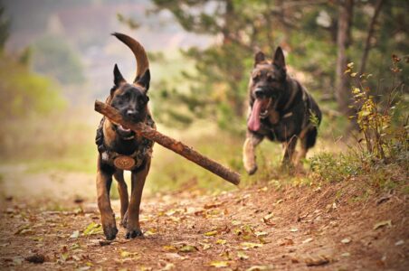 13 Dog Breeds That Could Survive in the Wild