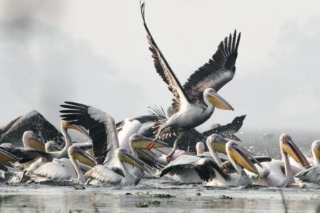 The Largest Pelican Flock Ever Spotted Over the U.S.