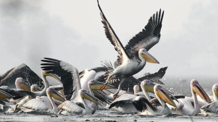 The Largest Pelican Flock Ever Spotted Over the U.S.