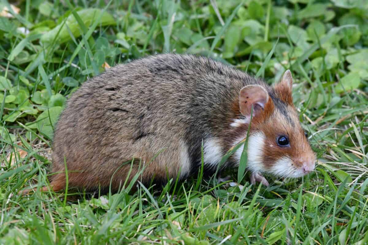 Close-up of a European hamster on lush green grass in Vienna, Austria.