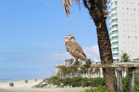 Why Owls Are Showing Up in Urban Skyscrapers