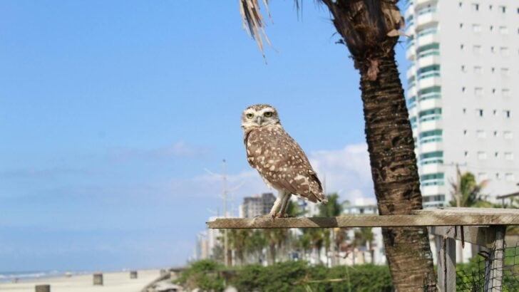 Why Owls Are Showing Up in Urban Skyscrapers