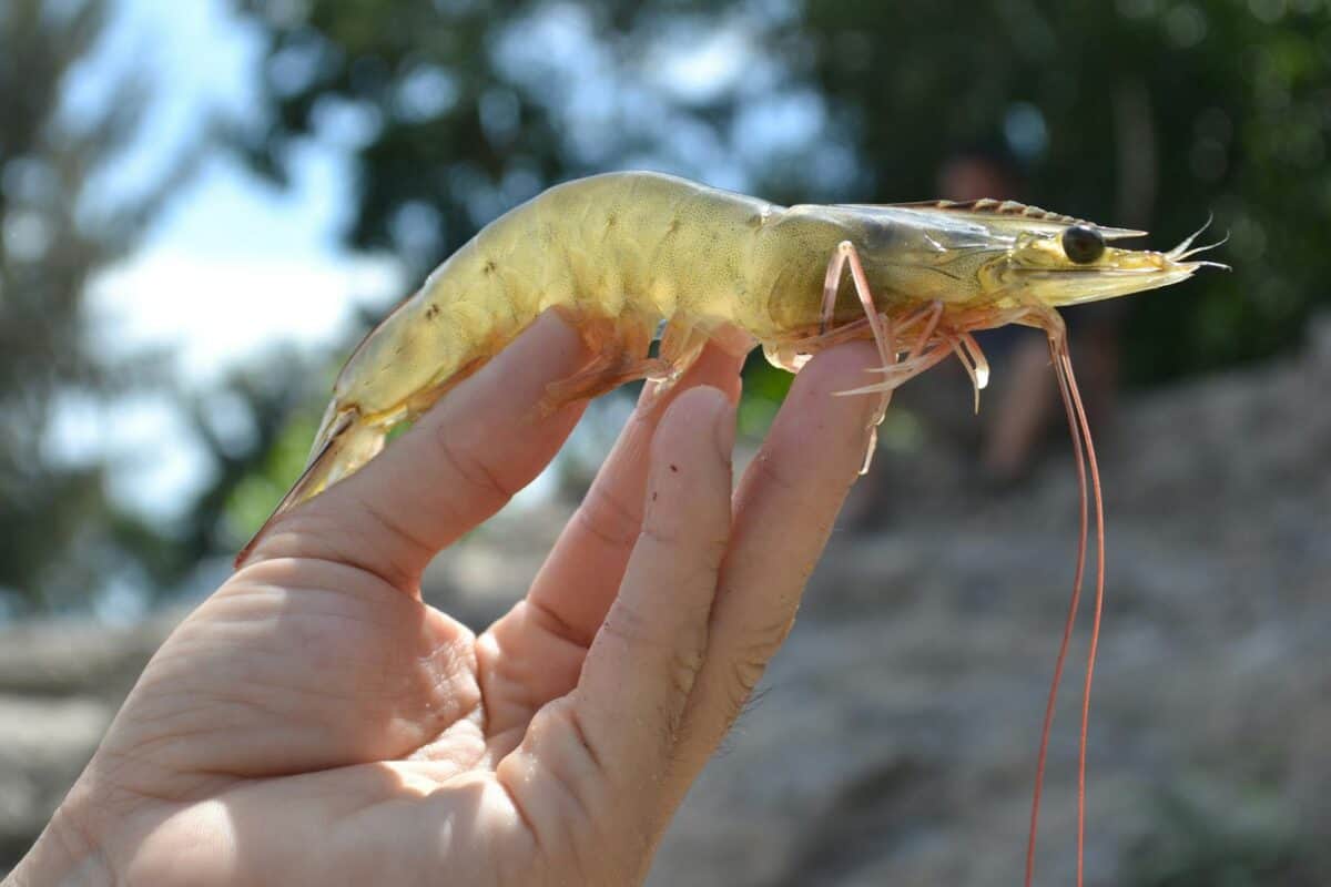 Close-up of a hand holding a fresh shrimp against a blurred natural background.