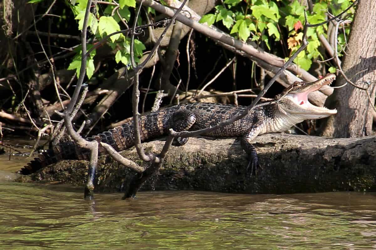 alligator, swamp, bayou, animal, crocodile, louisiana, wildlife, river, predator, sunbathing, nature, gator, brown river, alligator, alligator, swamp, swamp, bayou, bayou, crocodile, crocodile, crocodile, crocodile, crocodile, louisiana, louisiana, louisiana, louisiana, louisiana, gator, gator, gator