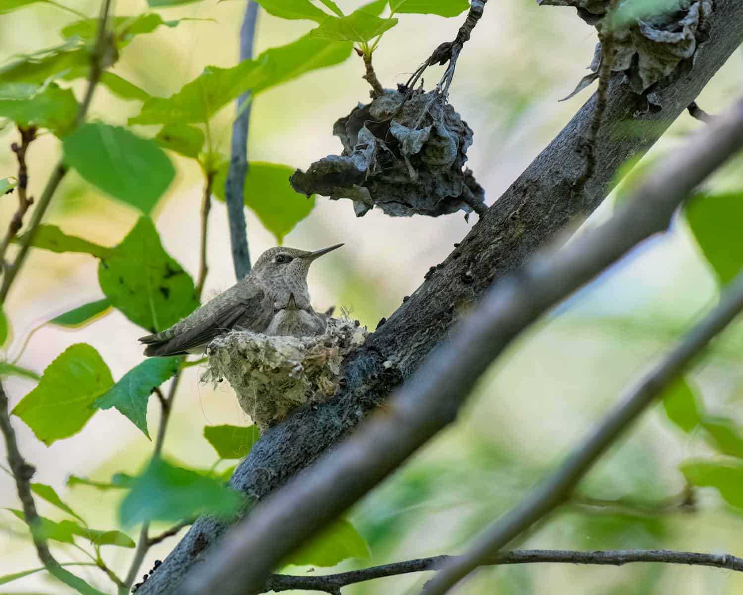 Close-up of a hummingbird resting in its nest on a branch, amidst lush green leaves.
