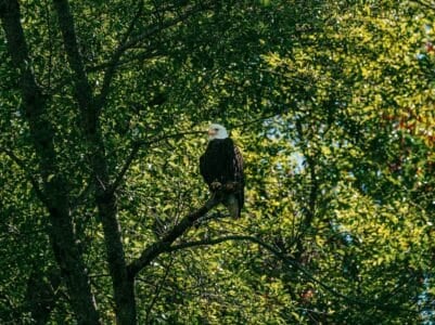 15 Amazing Facts About Bald Eagles You Did Not Learn in School