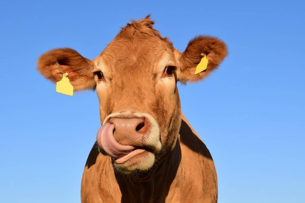 cow, lick, tongue, head, cow head, animal, cattle, nature, ruminant, mammal, farm animals, heaven, pasture, fun, brown, fur, horns, portrait, cleaning, cow, cow, cow, cow, cow