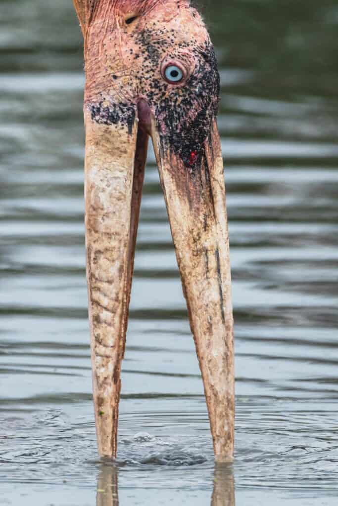 A striking close-up of a stork drinking from a lake, showcasing its long beak and wildlife habitat.