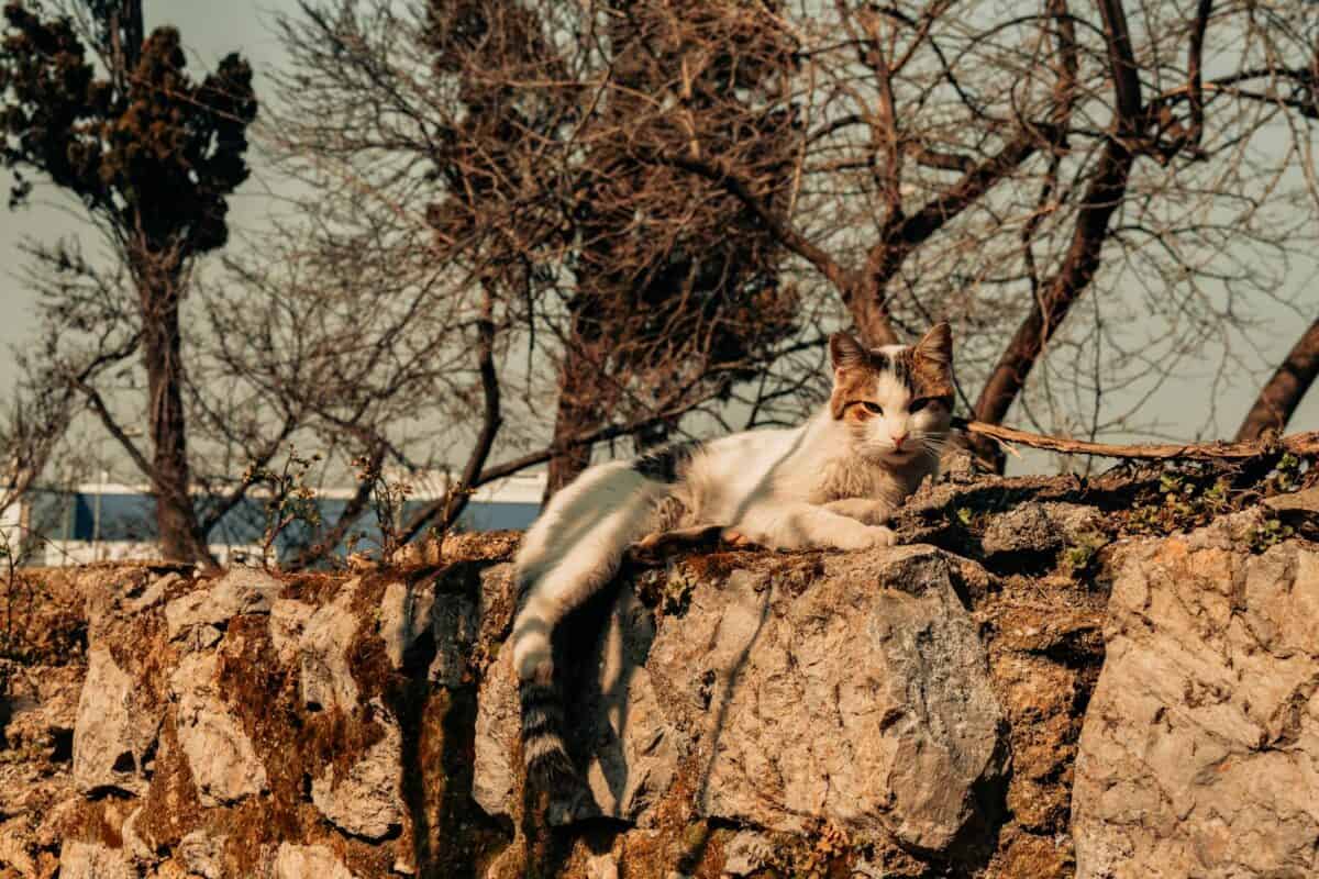A stray cat lounges on a sunlit stone wall amidst leafless trees in Istanbul, Türkiye.