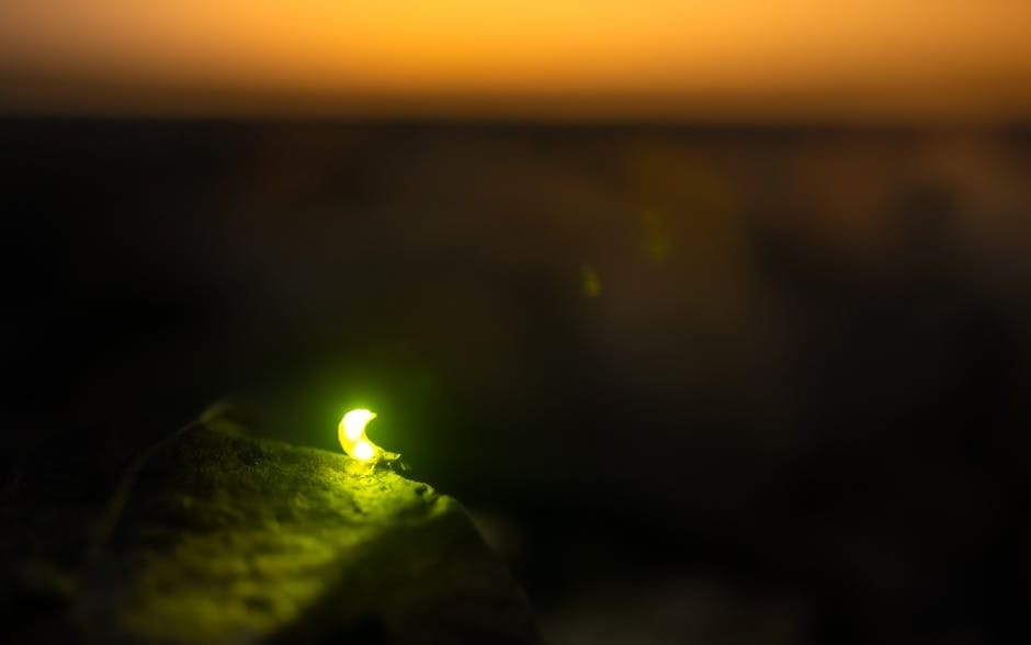 The Enigmatic Firefly (image credits: pexels)
