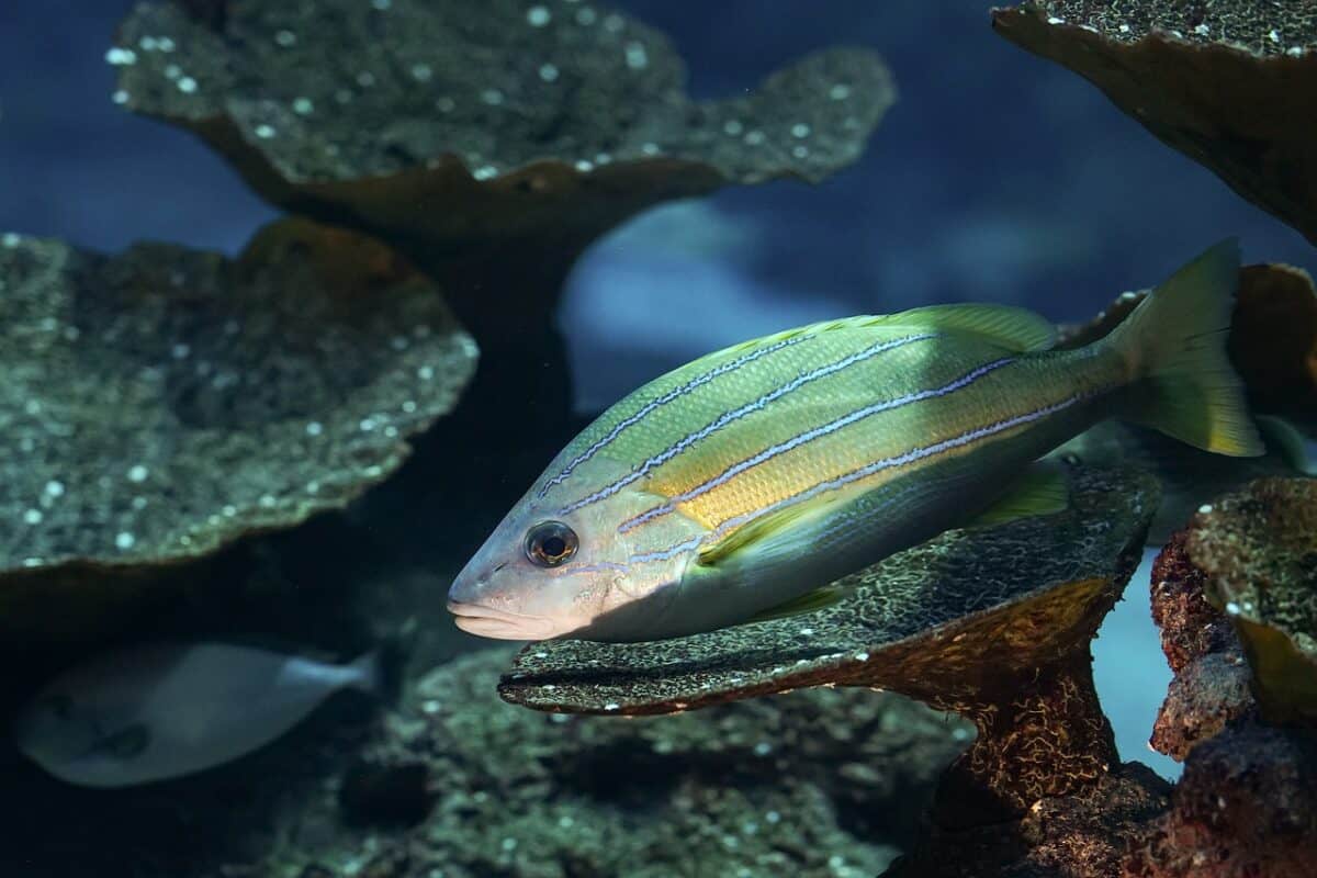 The Spectacular Lanternfish