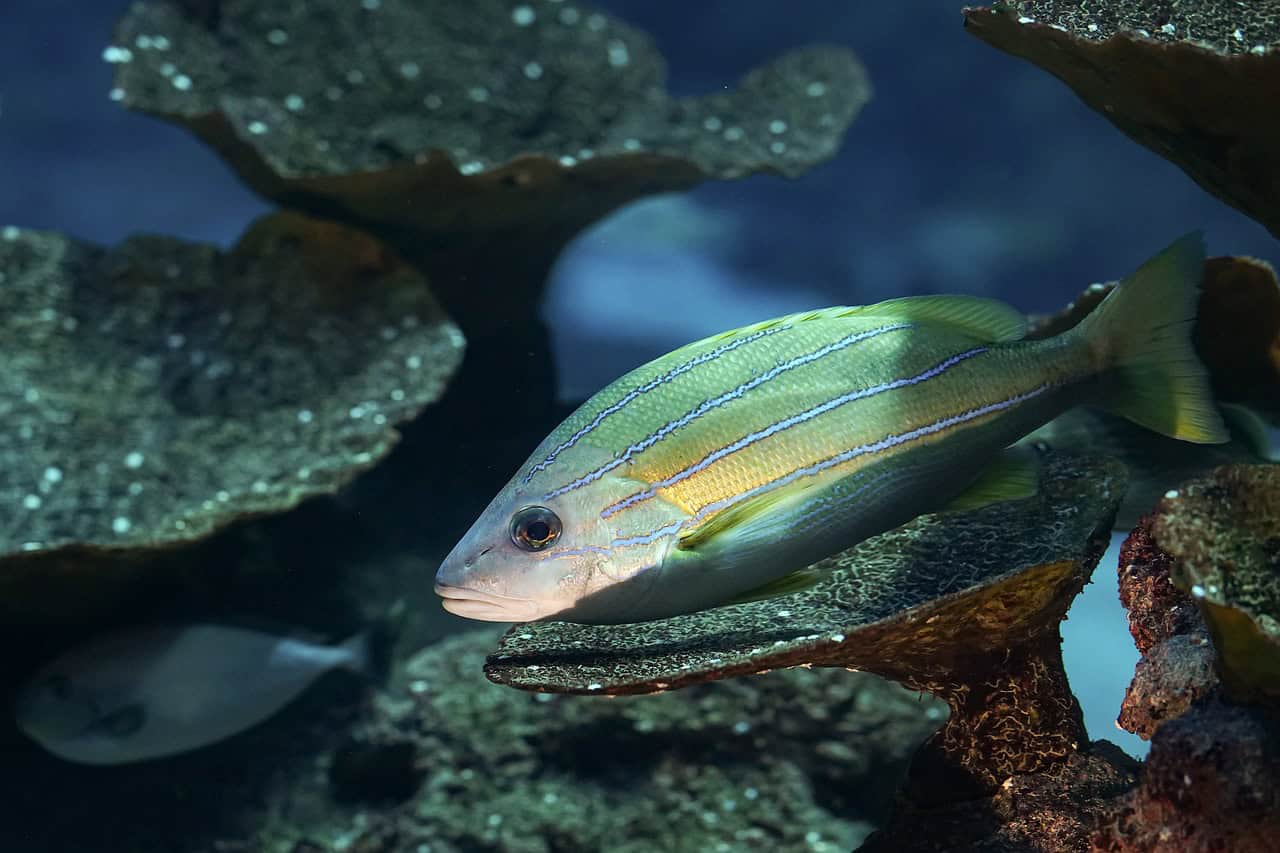 The Spectacular Lanternfish (image credits: pixabay)
