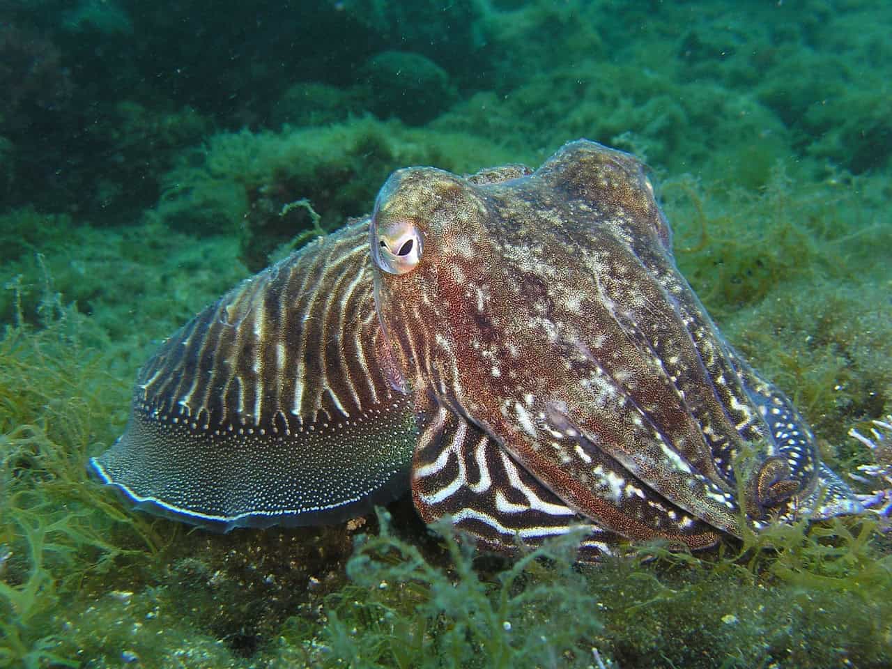 The Glowing Squid (image credits: pixabay)
