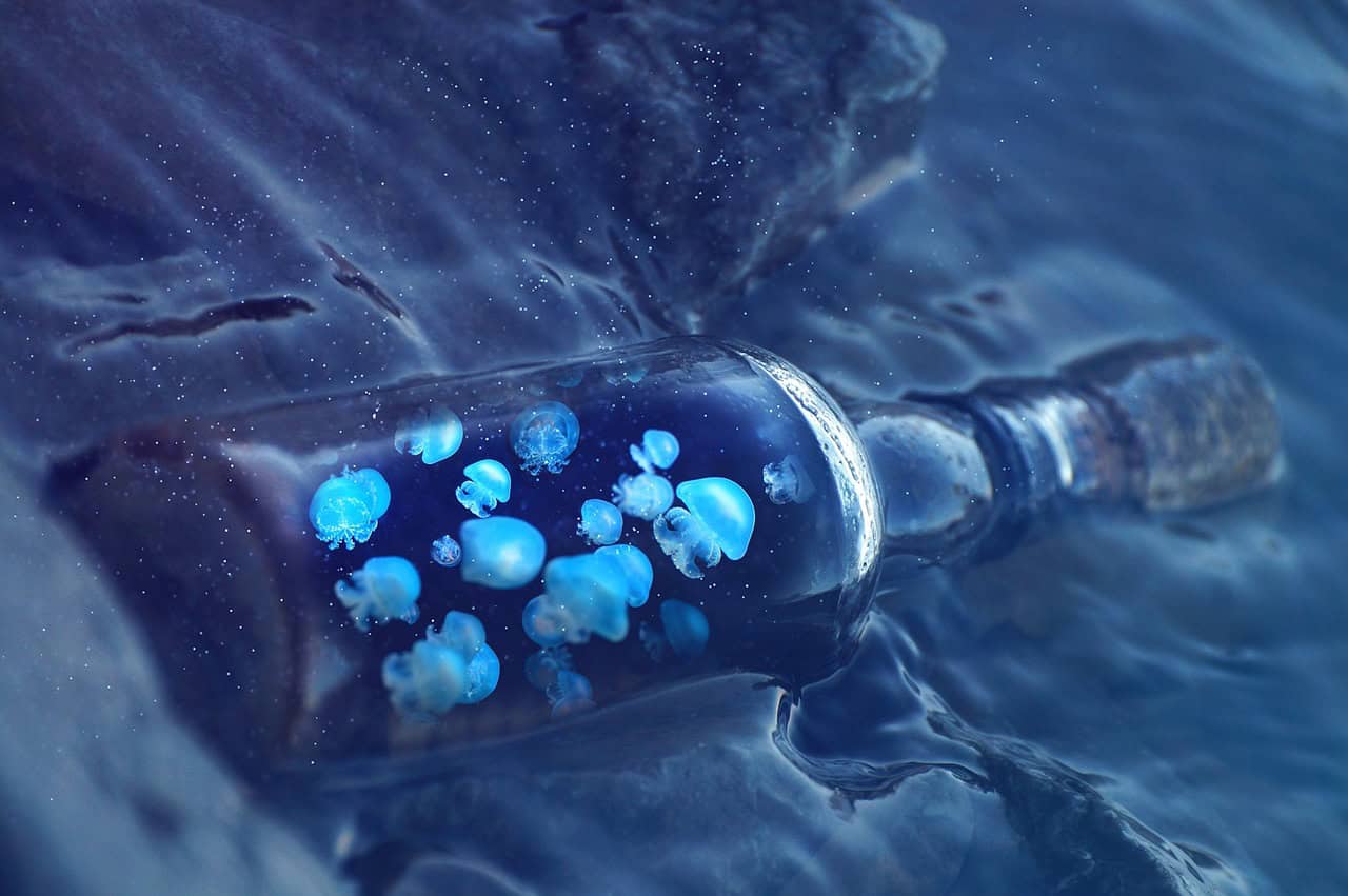 The Radiant Deep-Sea Dragonfish