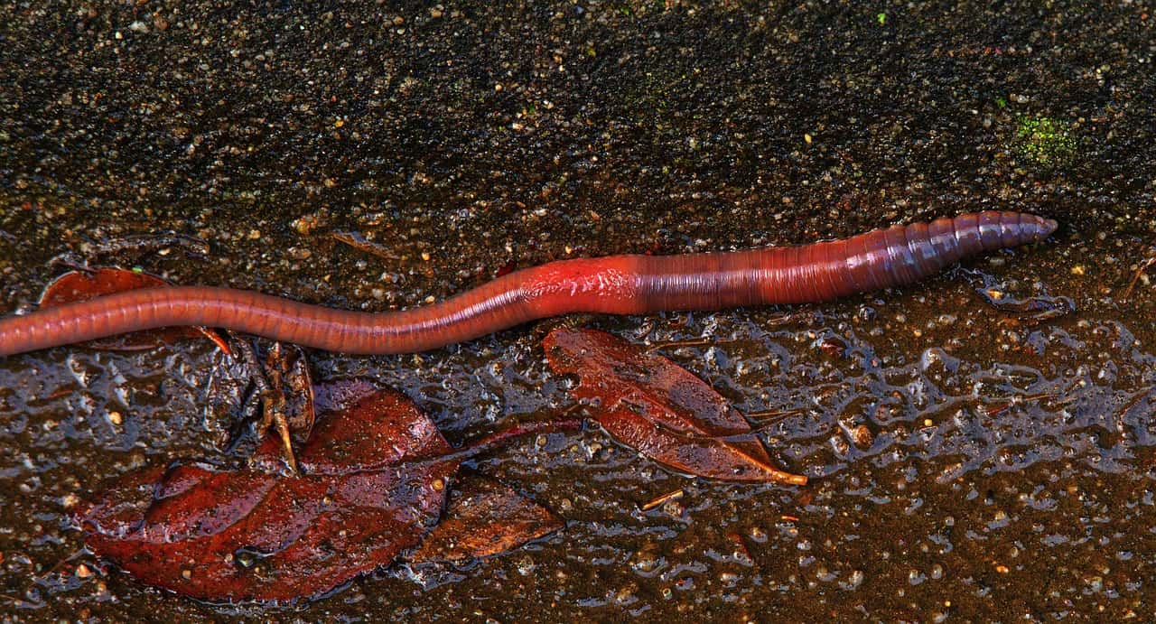 The Luminous Railroad Worm (image credits: pixabay)