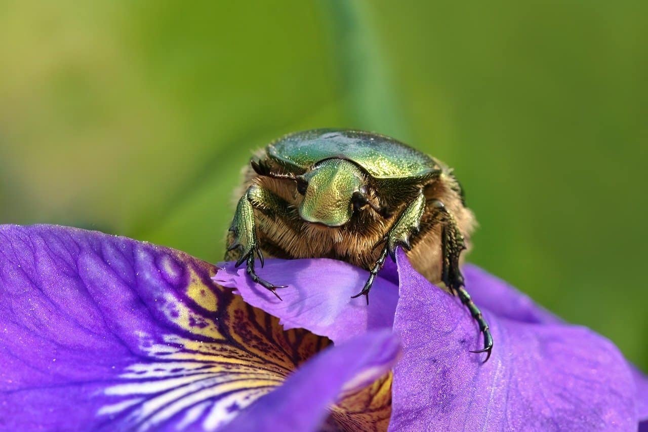 The Gleaming Click Beetle (image credits: pixabay)