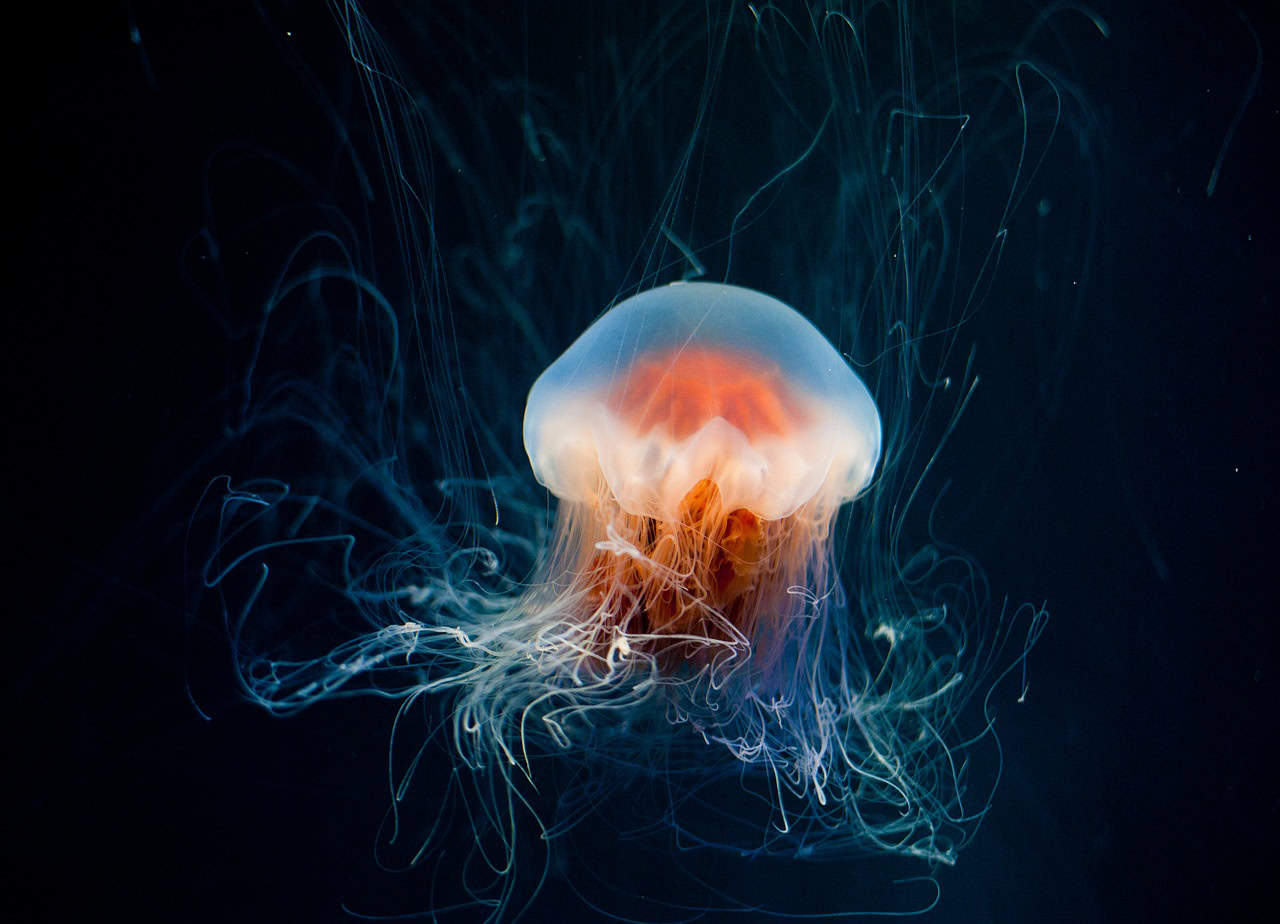 The Glowing Comb Jelly (image credits: pixabay)