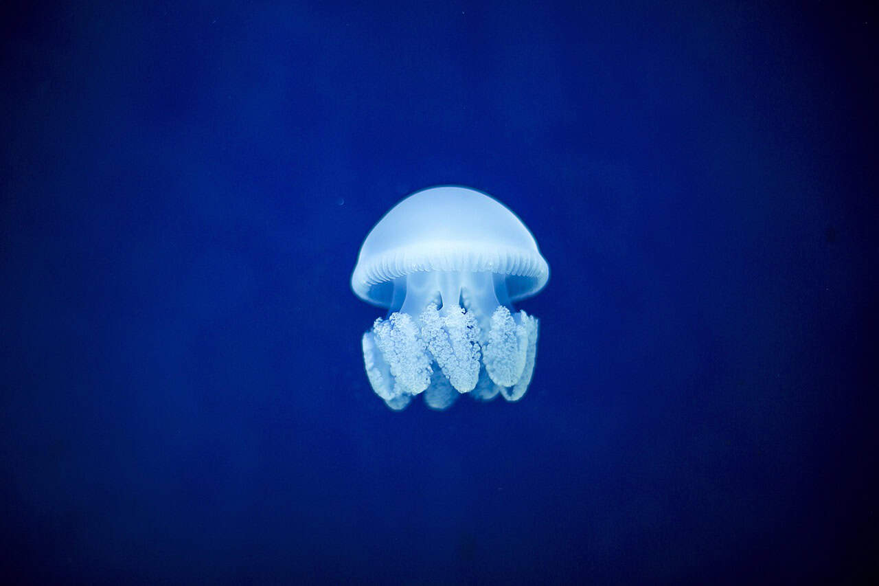 The Shimmering Crystal Jelly (image credits: pixabay)