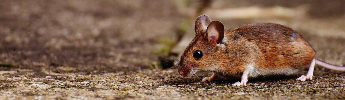 The Regenerative Power of the African Spiny Mouse