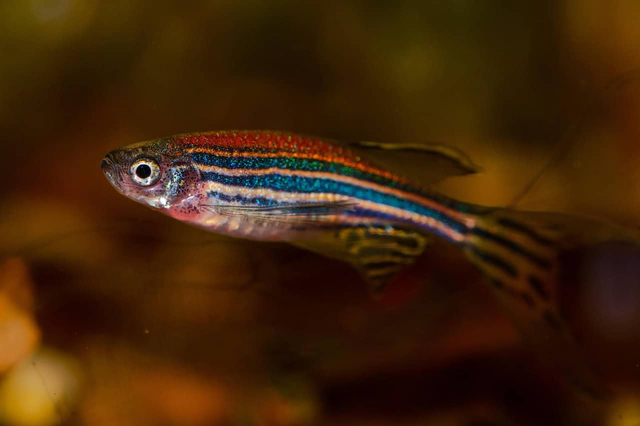 The Resilient Zebrafish A Model of Heart Regeneration (image credits: pixabay)