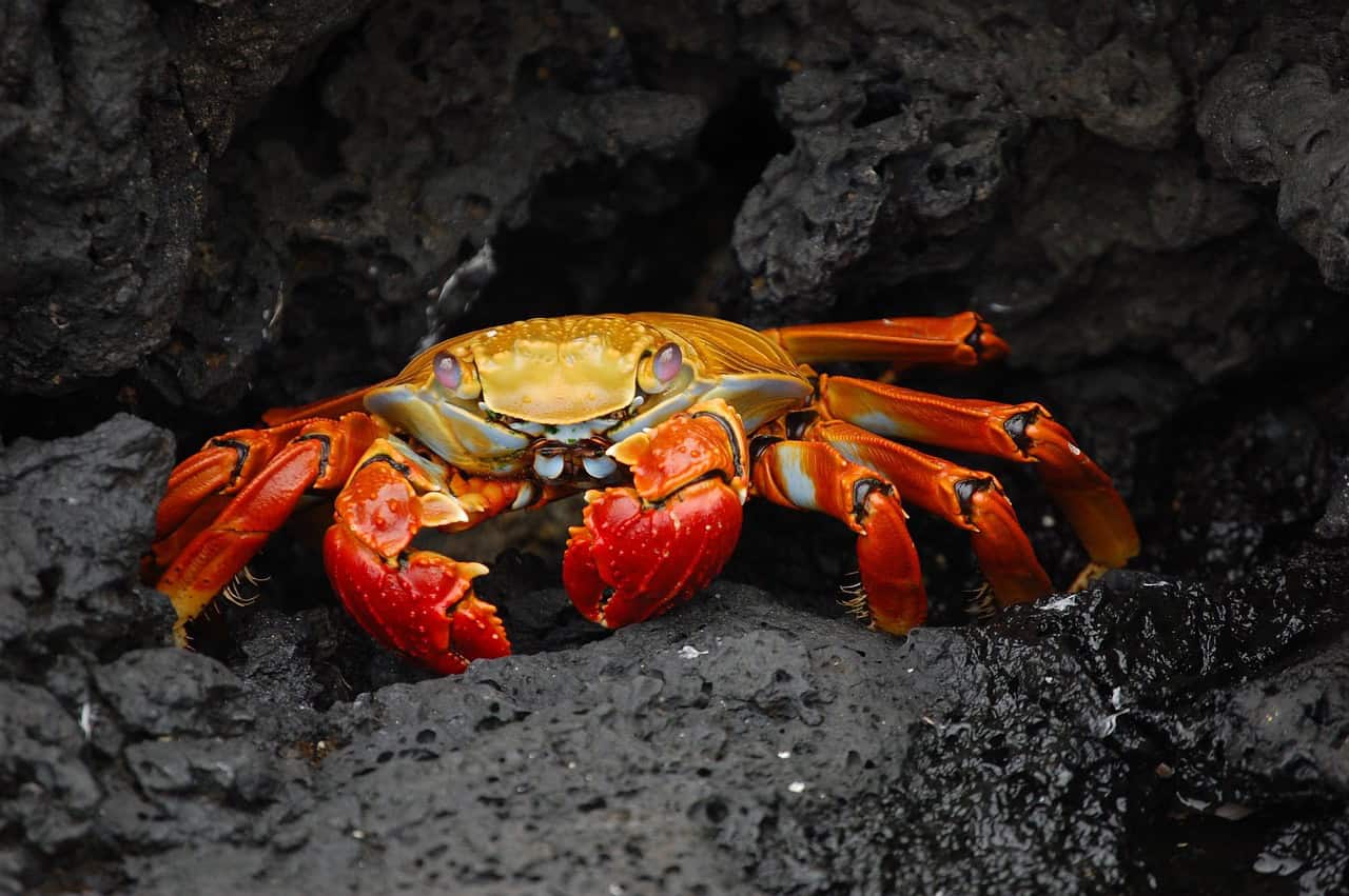 The Resilient Horseshoe Crab A Living Fossil (image credits: pixabay)