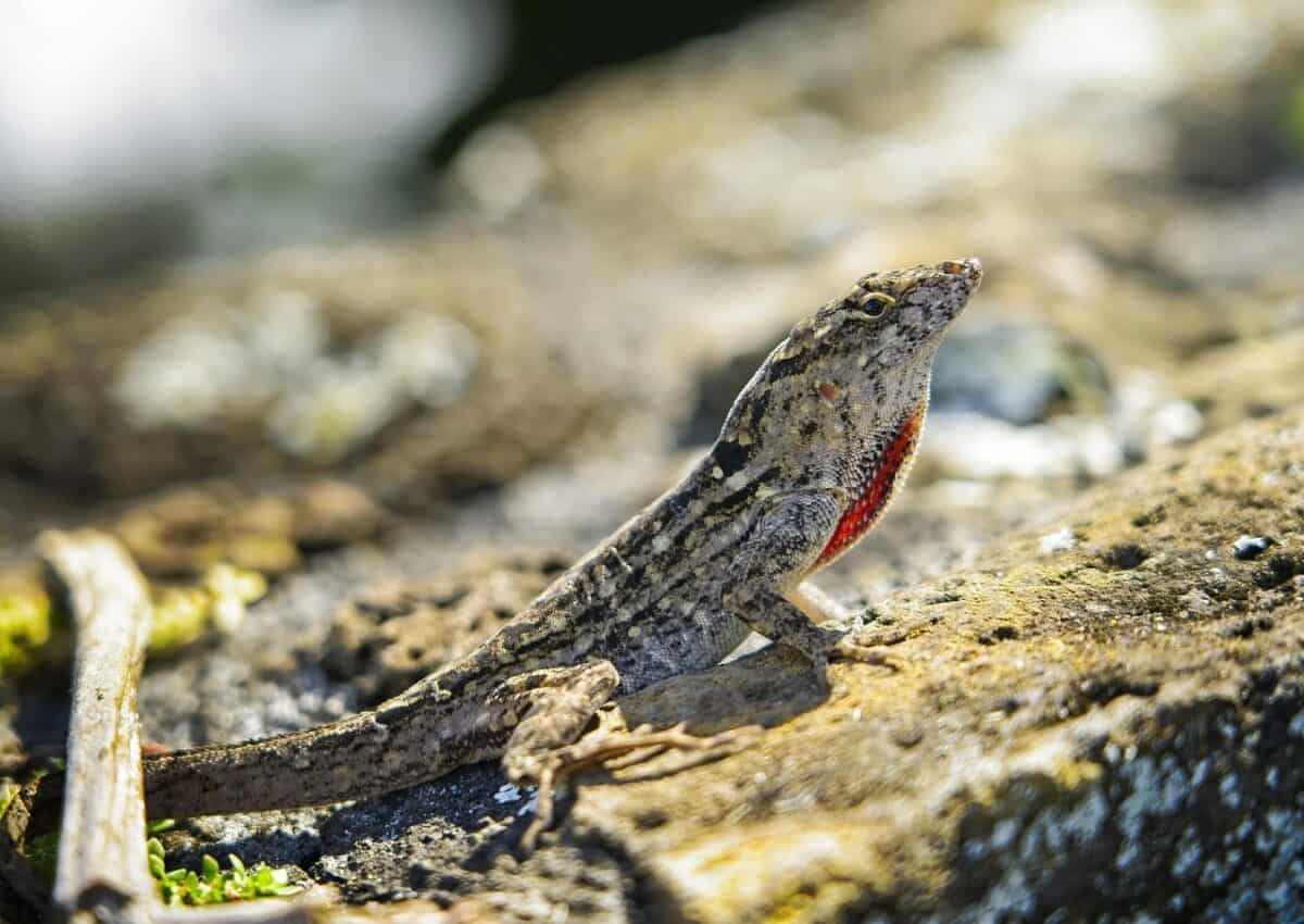 The Regenerative Power of the Anole Lizard