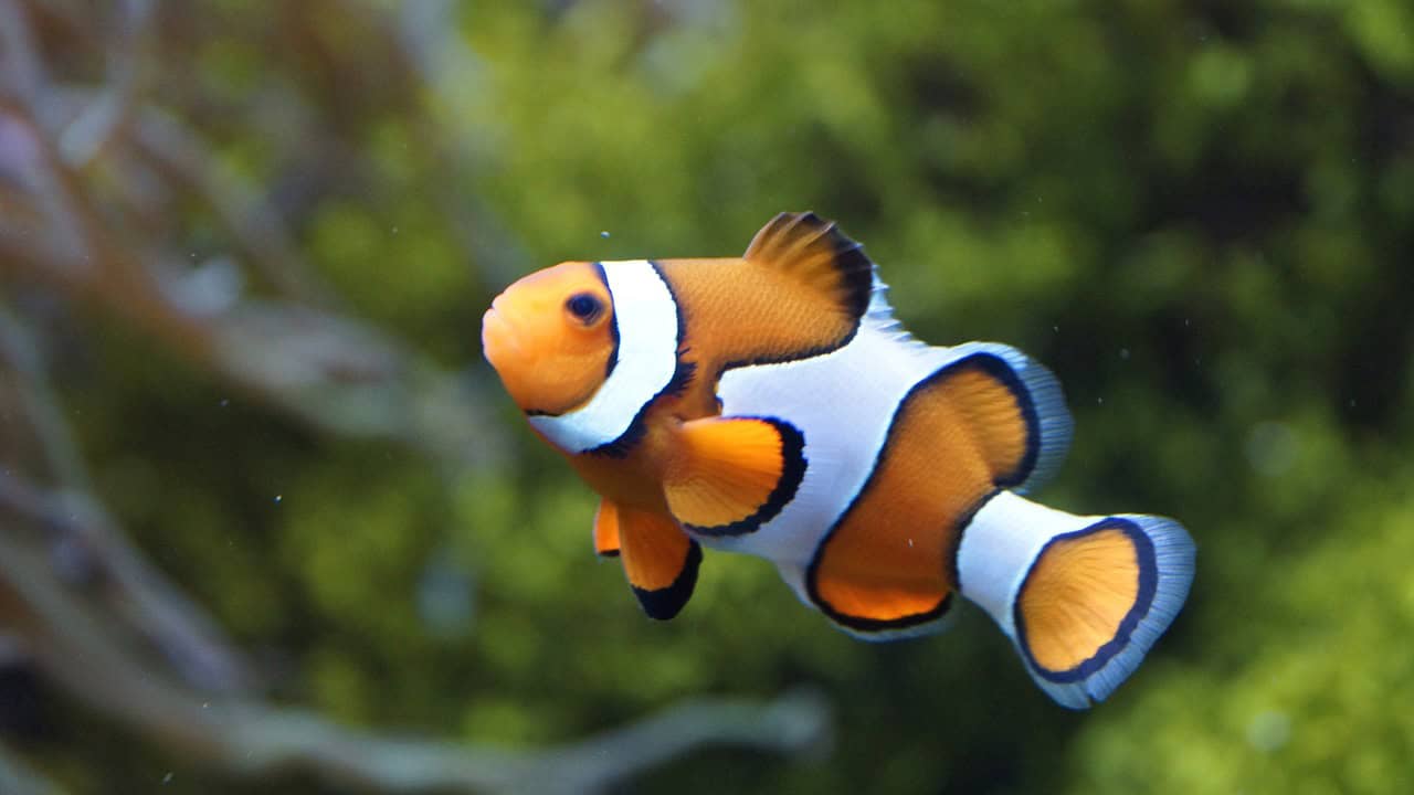 Clownfish: The Famous Gender Benders (image credits: pixabay)