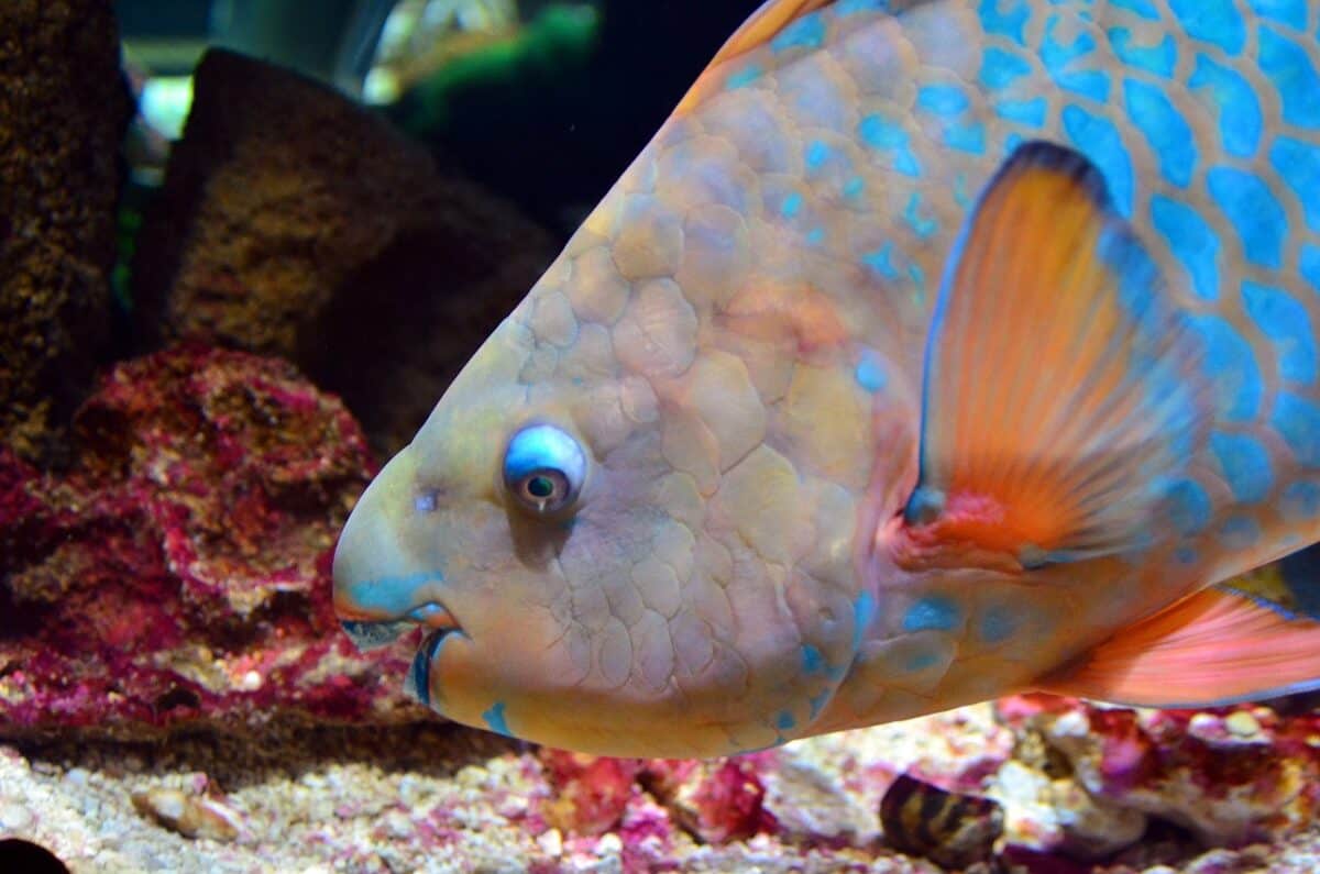 Parrotfish: Masters of Transformation