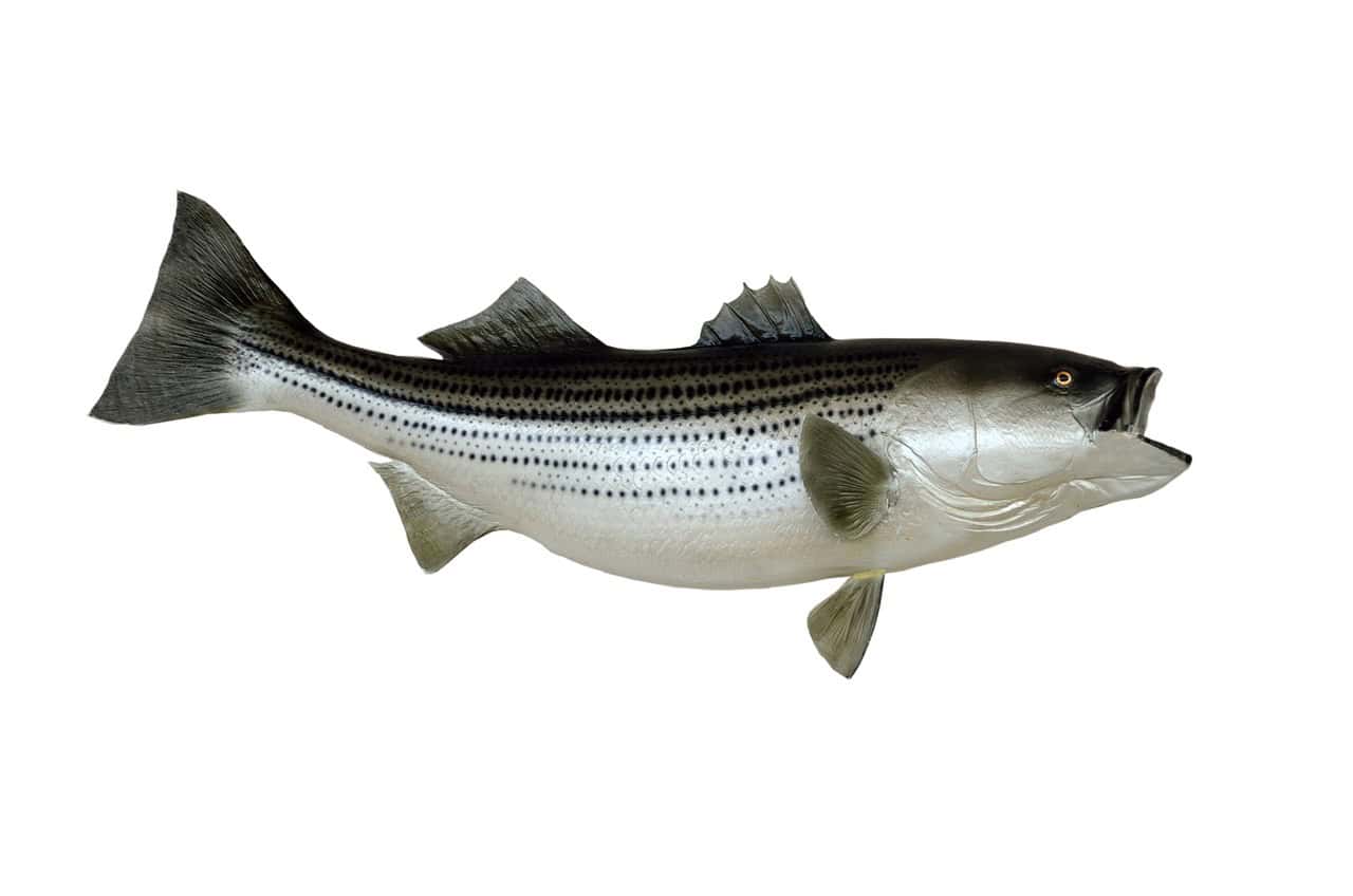 Sea Bass: The Cooperative Changers (image credits: pixabay)