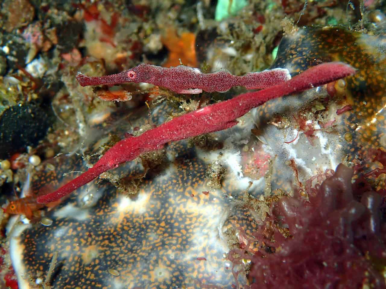 Pipefish: The Peculiar Role Reversers (image credits: pixabay)