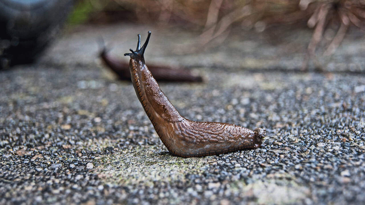 Banana Slugs: The Hermaphroditic Wonders (image credits: pixabay)