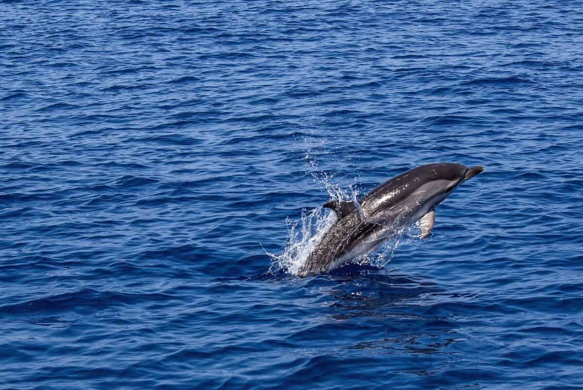 2. Dolphins and Their Complex Communication