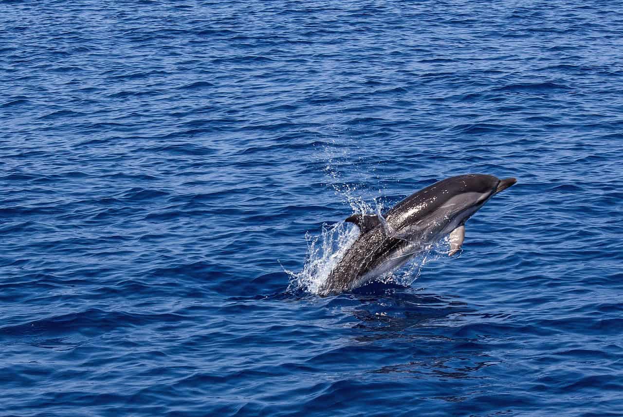 2. Dolphins and Their Complex Communication (image credits: pixabay)
