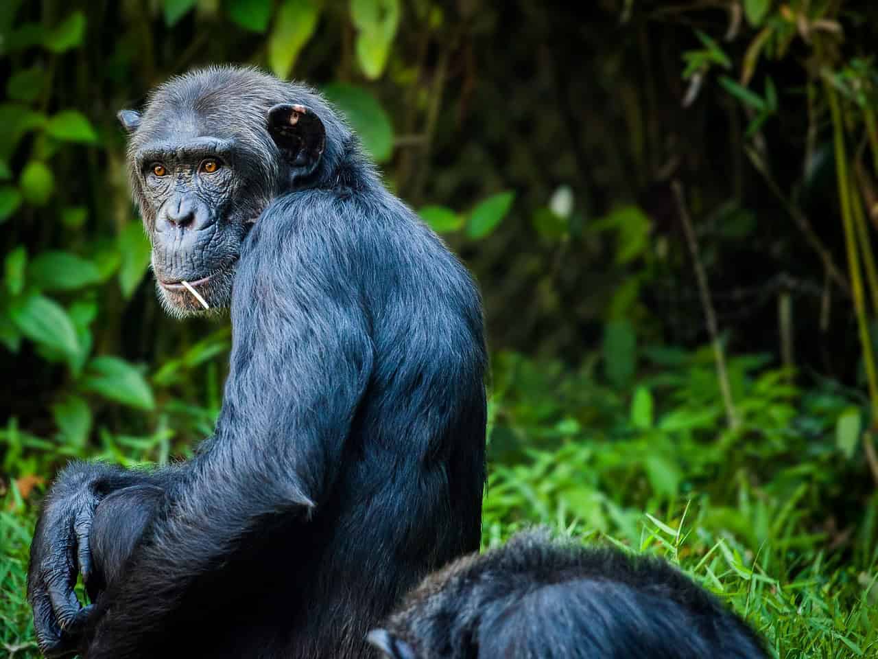 5. Chimpanzees and Their Strategic Planning (image credits: pixabay)