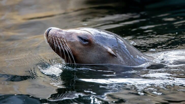 Teen Bitten by Sea Lion During Ocean Swim in California