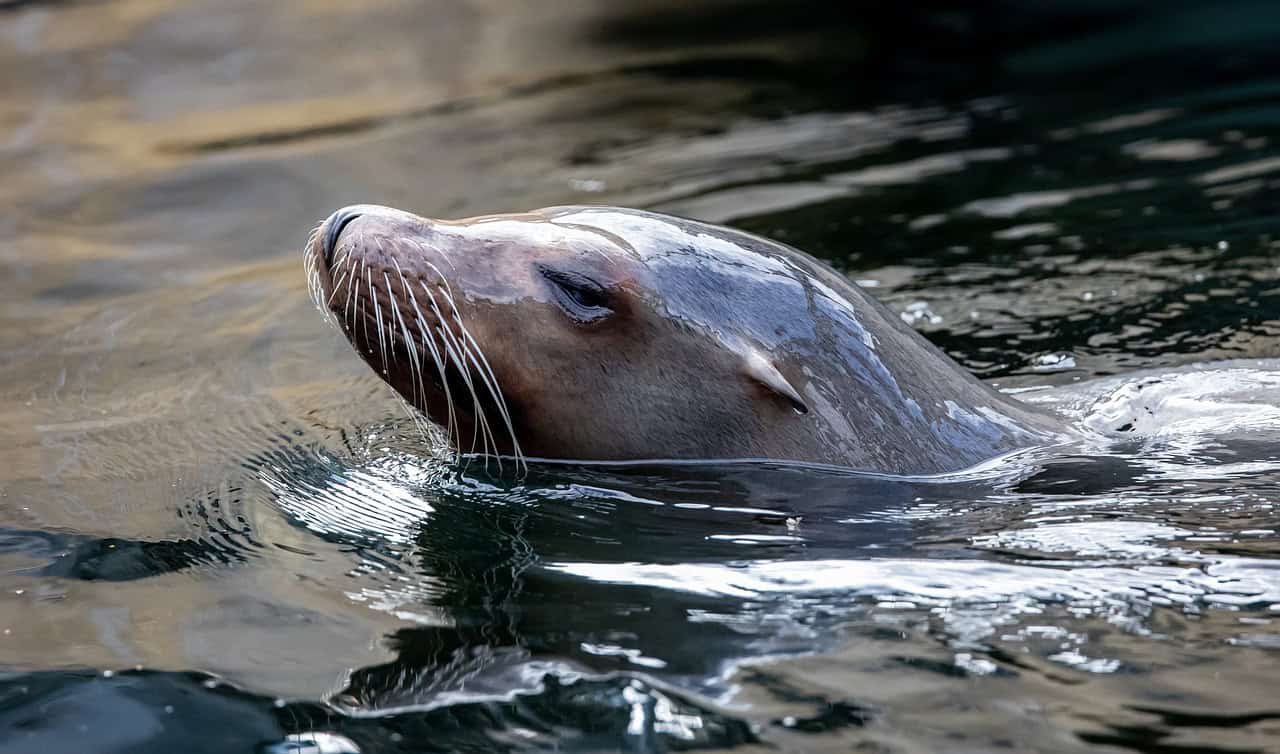 11. Sea Lions and Their Memory Retention (image credits: pixabay)