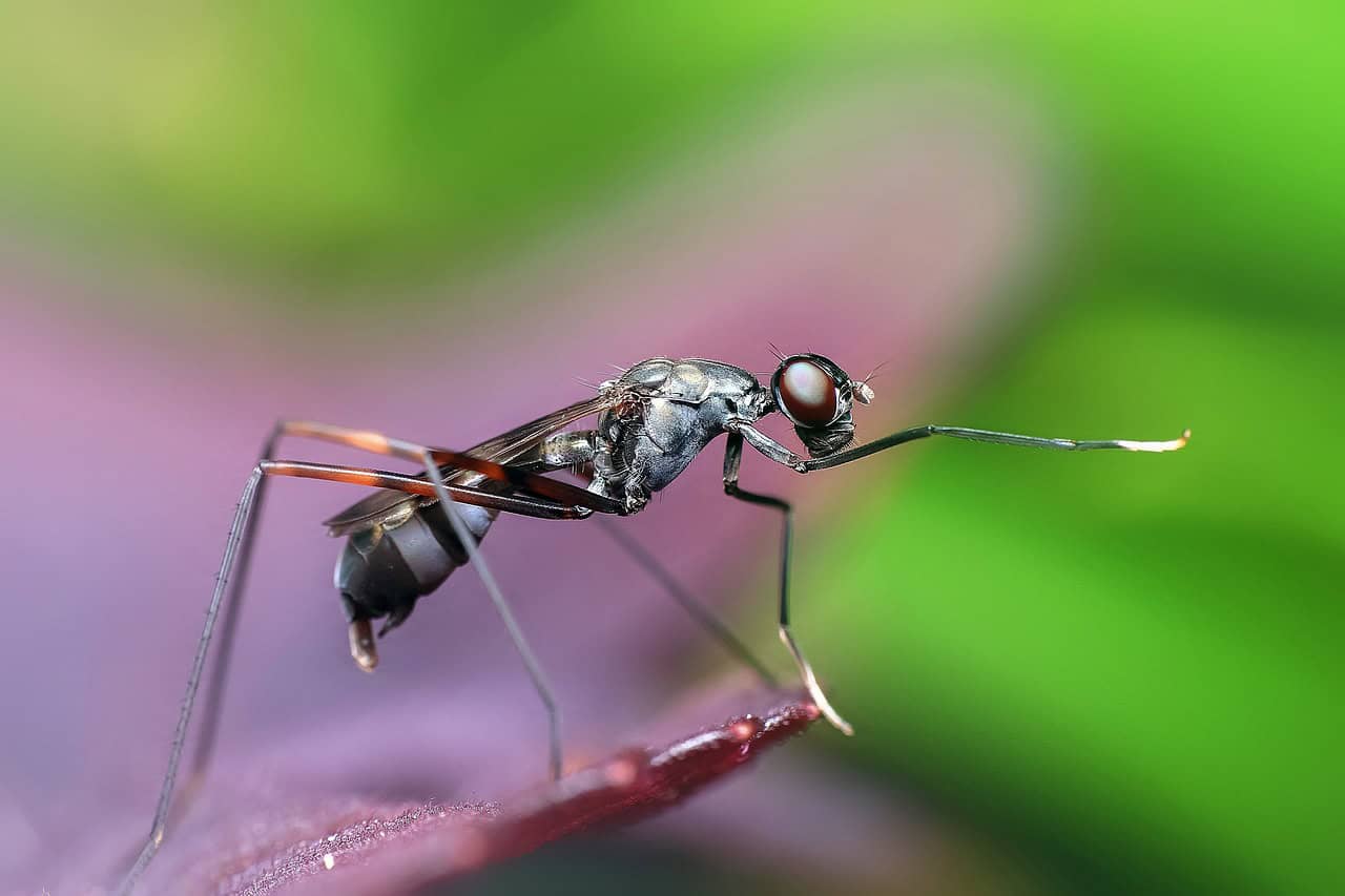 12. Ants and Their Engineering Skills (image credits: pixabay)