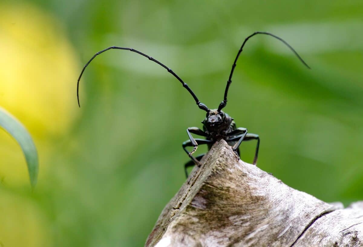 Alaskan Beetles: Tiny Frozen Warriors