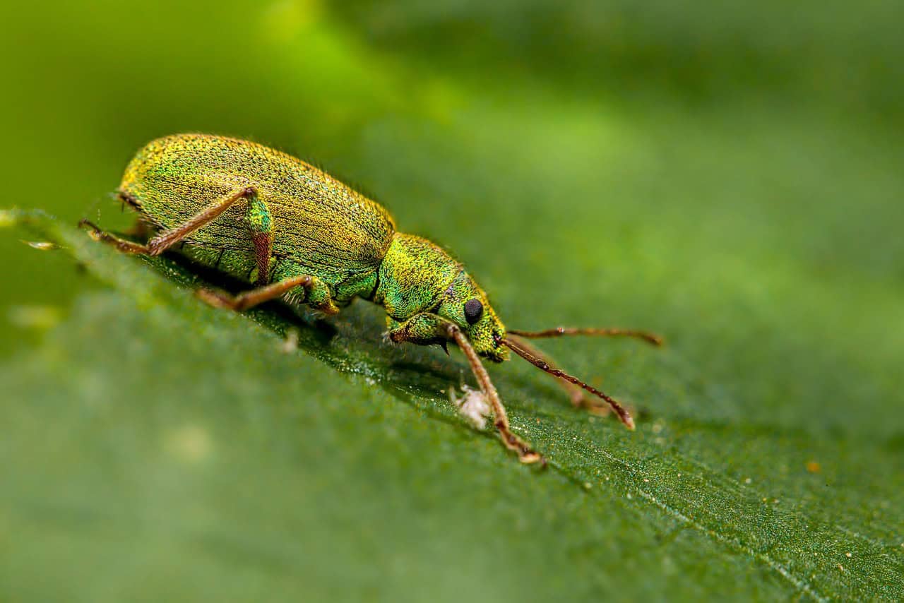 Springtails: Tiny Frozen Jumpers (image credits: pixabay)