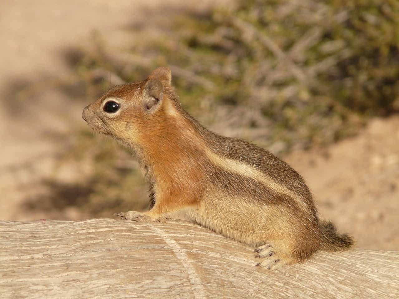 Arctic Ground Squirrels: Frozen Sleepers (image credits: pixabay)
