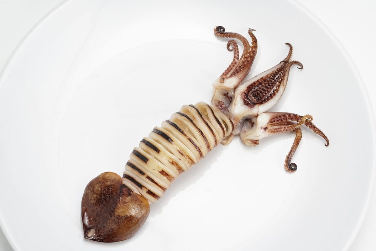 The Colossal Squid: Deep Sea Behemoth