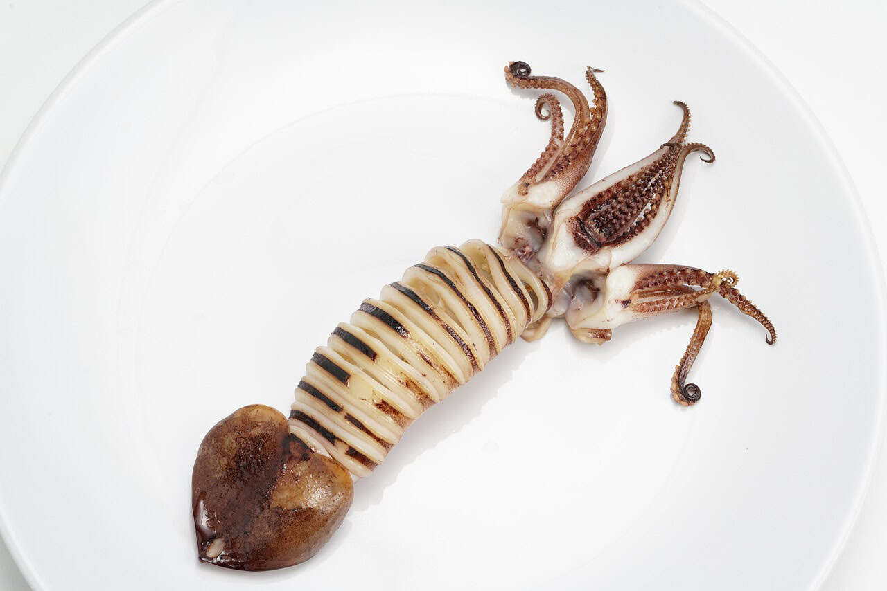 The Colossal Squid: Deep Sea Behemoth (image credits: pixabay)