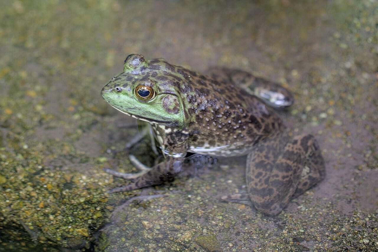 The Freezing Survival of the Wood Frog (image credits: pixabay)
