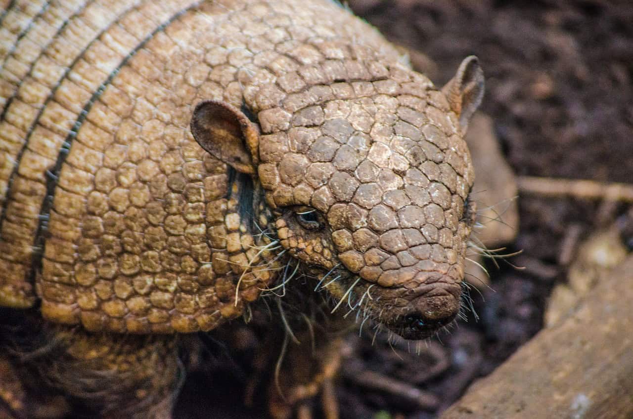The Armor of the Armadillo (image credits: pixabay)