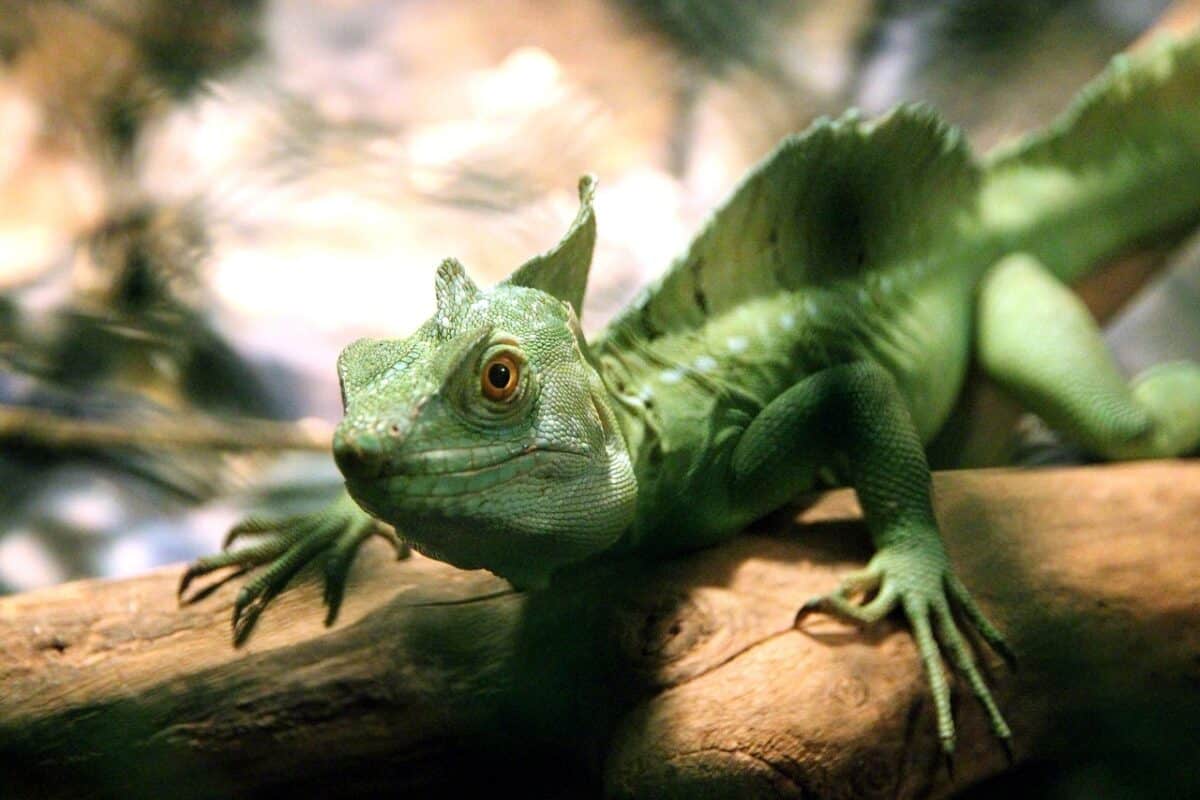 The Water-Walking Ability of the Basilisk Lizard
