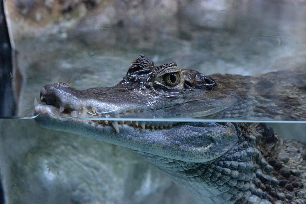 Amazon River: A Jungle Predator's Paradise (image credits: pixabay)