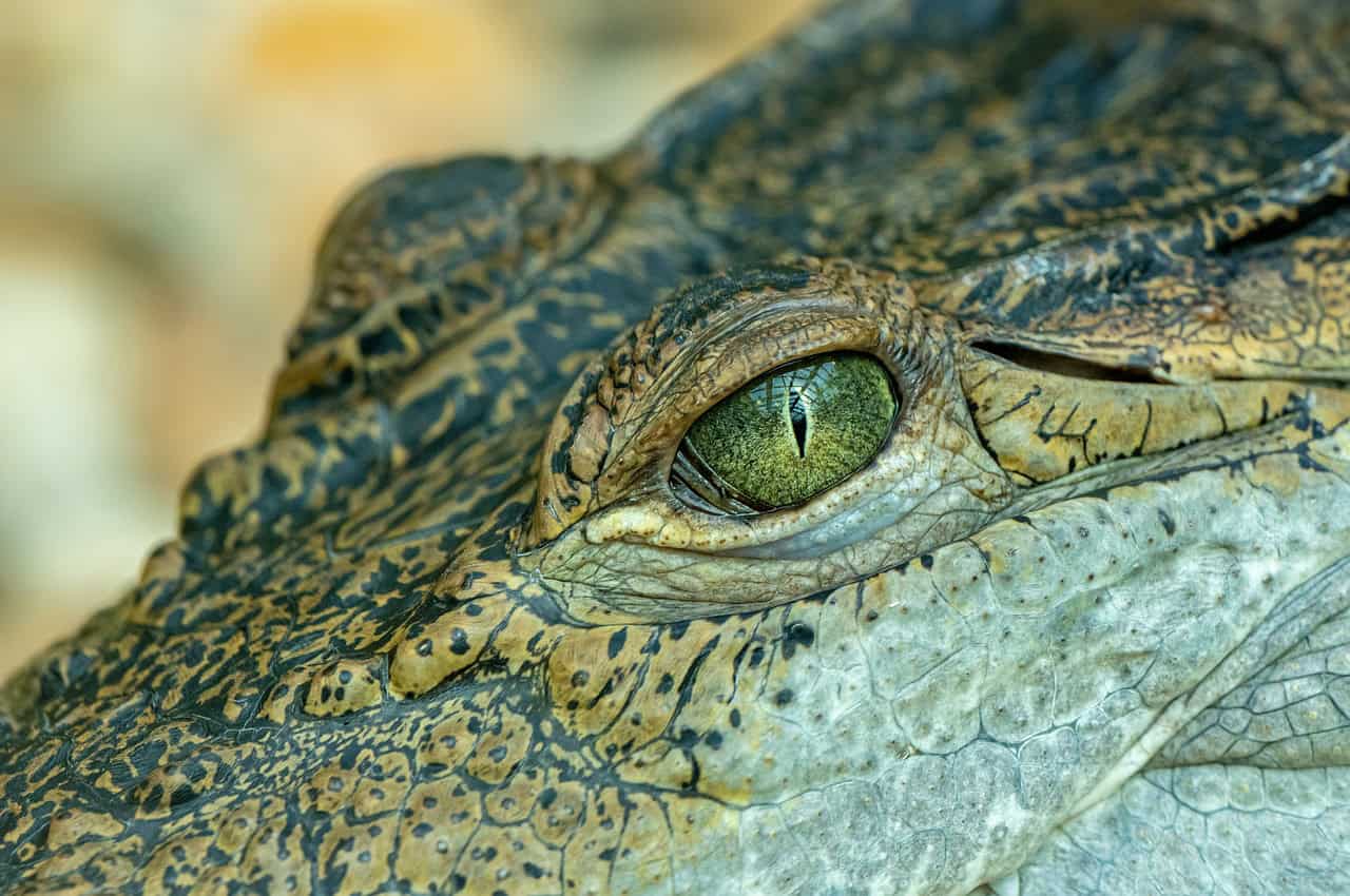Orinoco River: A Lesser-Known Haven (image credits: pixabay)