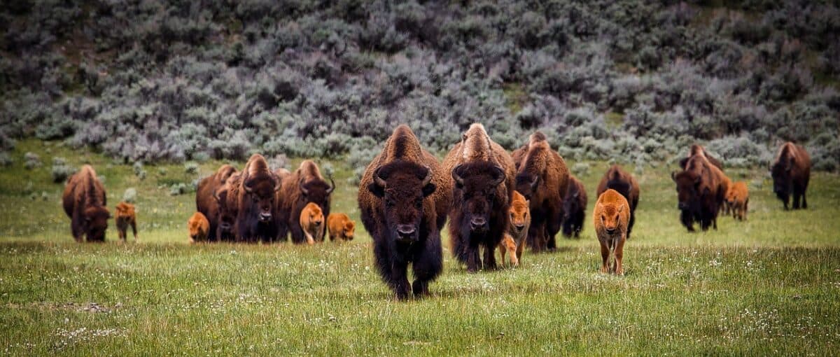 Human-Bison Interactions: Safety and Education