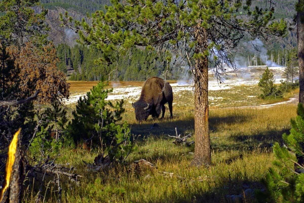 The Economic Benefits of Bison in Yellowstone