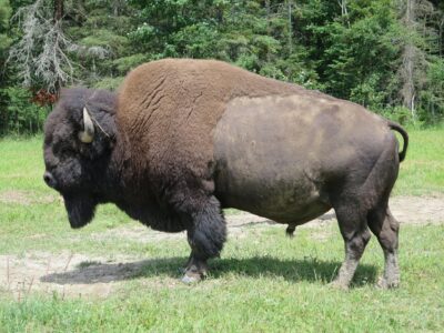 Why Bison Are Protected in U.S. National Parks